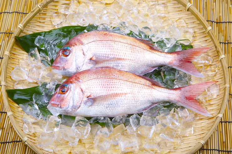 百日祝いの鯛(たい)の値段相場と入手方法