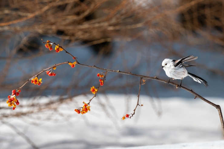 戌の日に安産祈願する際の服装|冬の装い