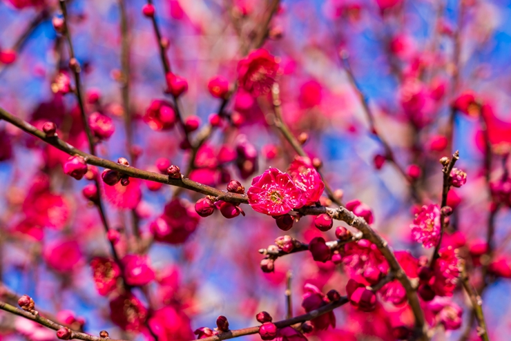 ひな祭りの由来1：上巳（じょうし・じょうみ）の節句